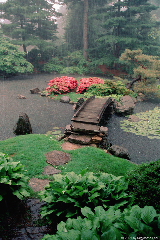 japanese-garden-rain.jpg (354.17 Ko)